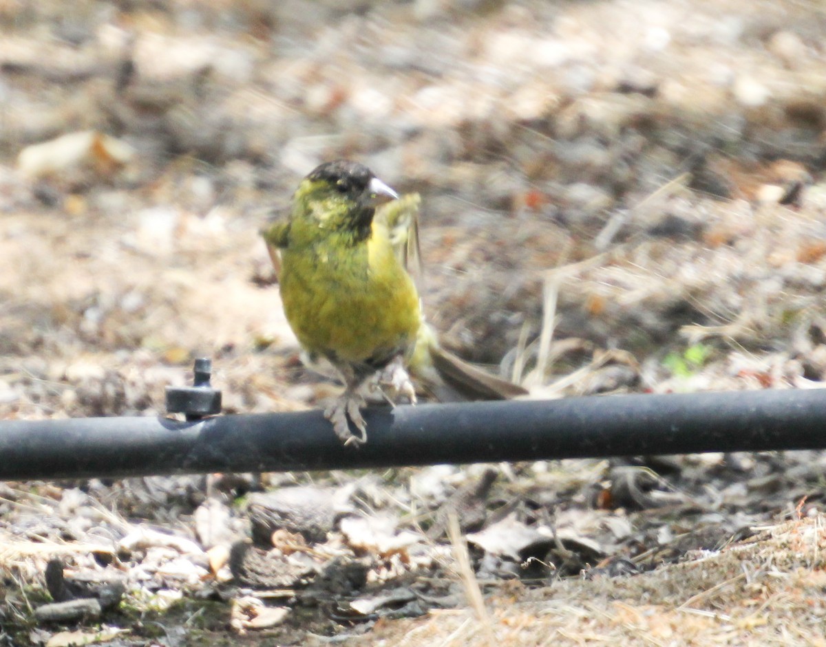 Black-chinned Siskin - ML647389221