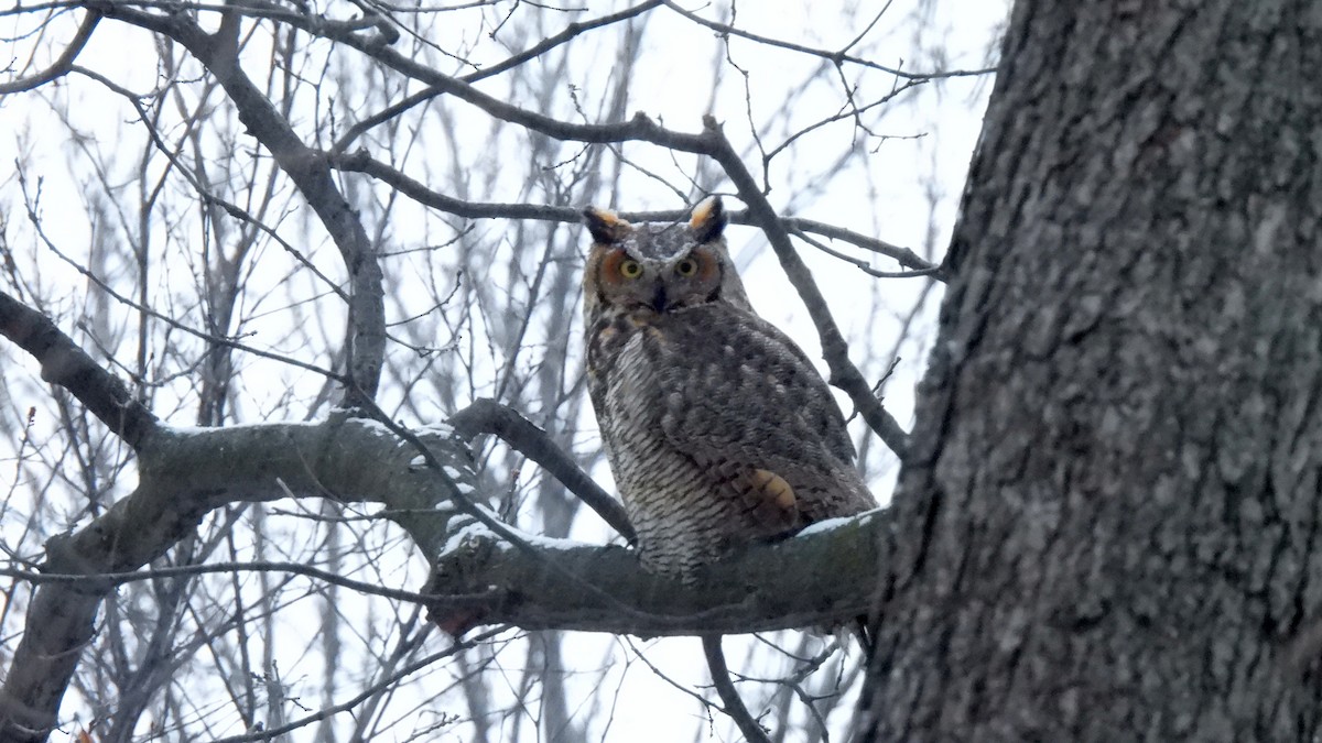 Virginiauhu - ML647389233