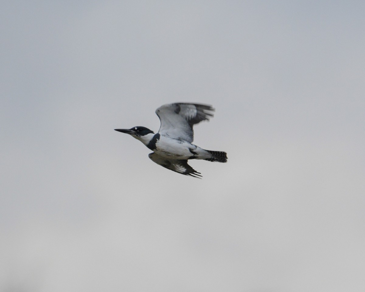 Canada Goose - ML647389237