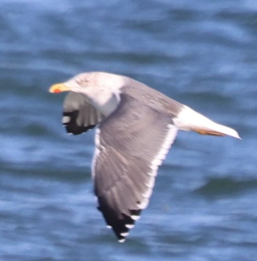 Kaio iluna - ML647389241