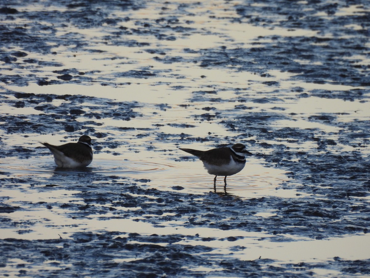 フタオビチドリ - ML647389246