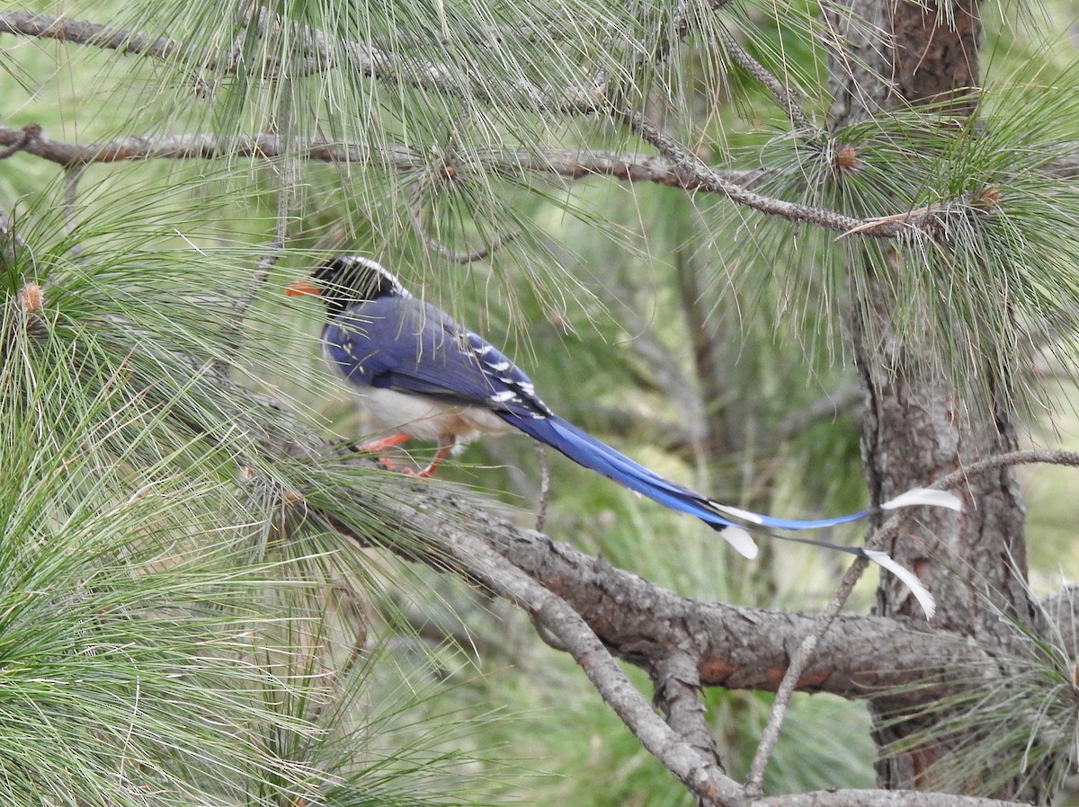 Red-billed Blue-Magpie - ML647389266