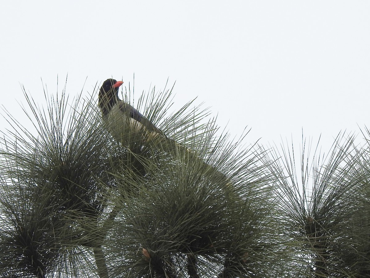 Red-billed Blue-Magpie - ML647389272