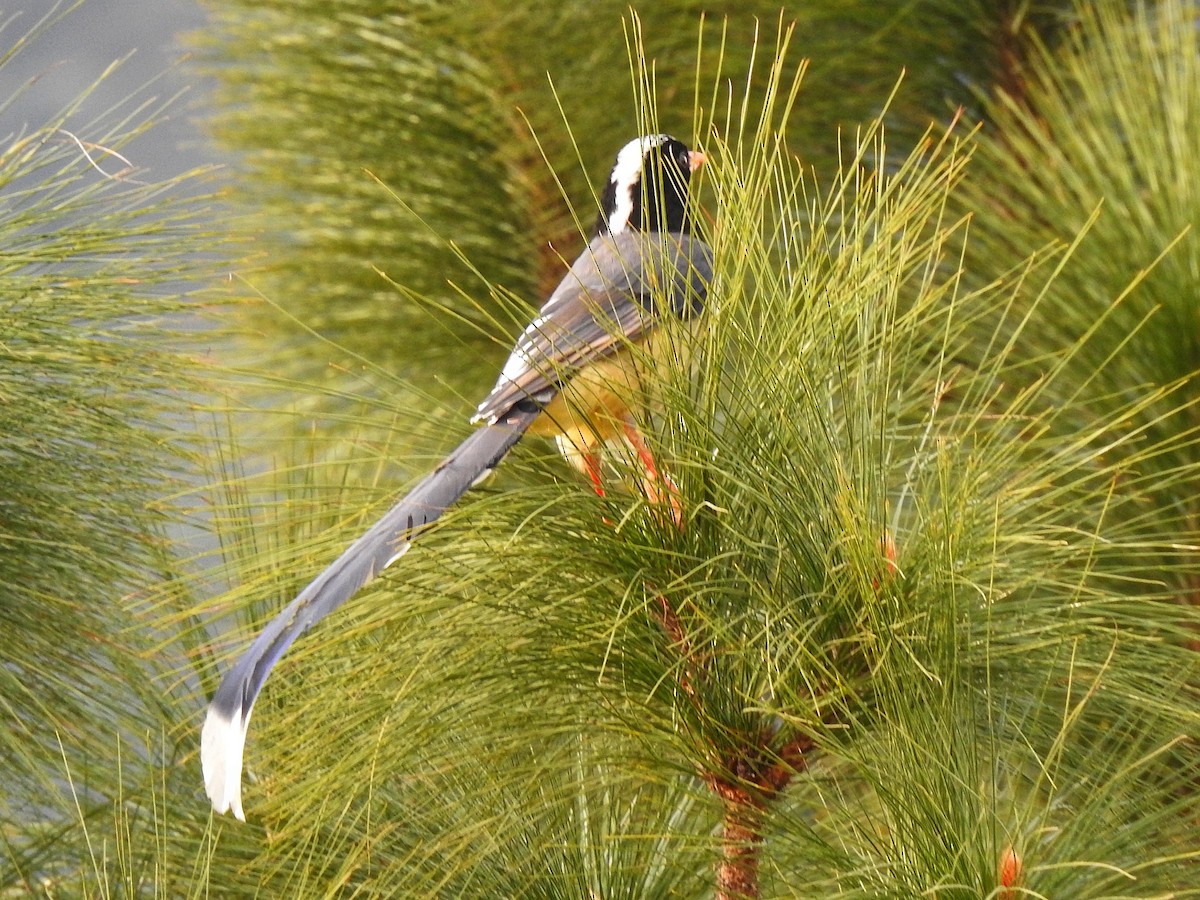 Red-billed Blue-Magpie - ML647389279