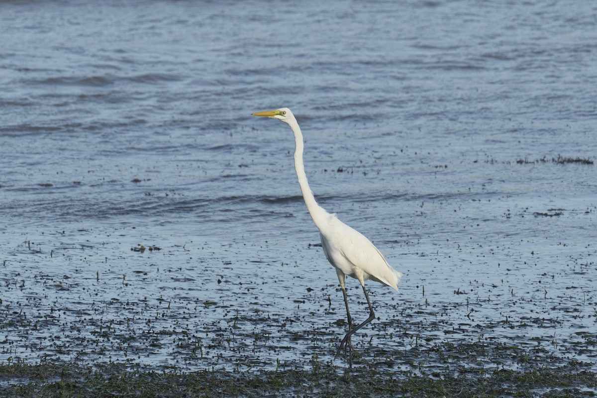 Большая белая цапля - ML647389280