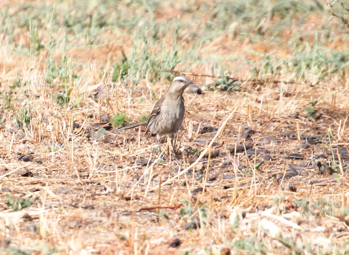 Chilean Mockingbird - ML647389286