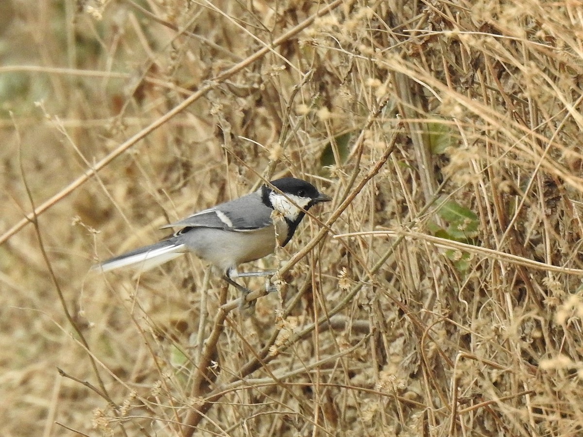 Asian Tit (Cinereous) - ML647389289