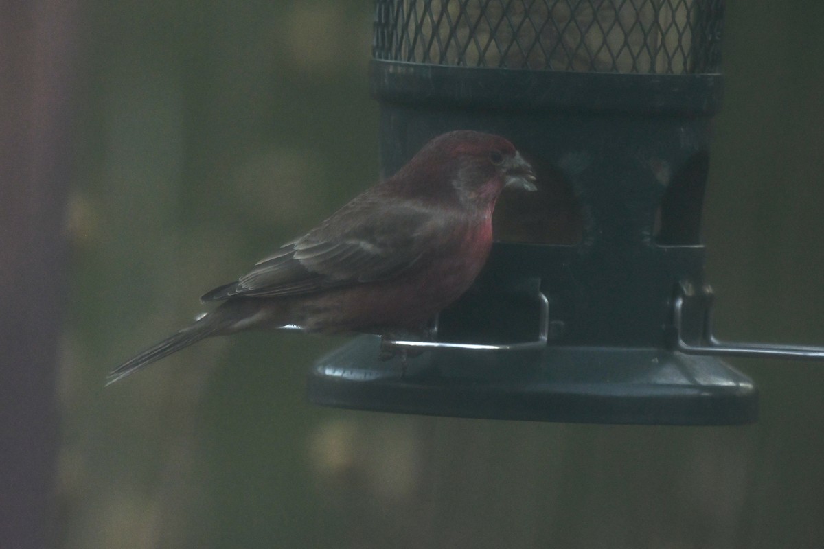 purpurfink (purpureus) - ML647389291