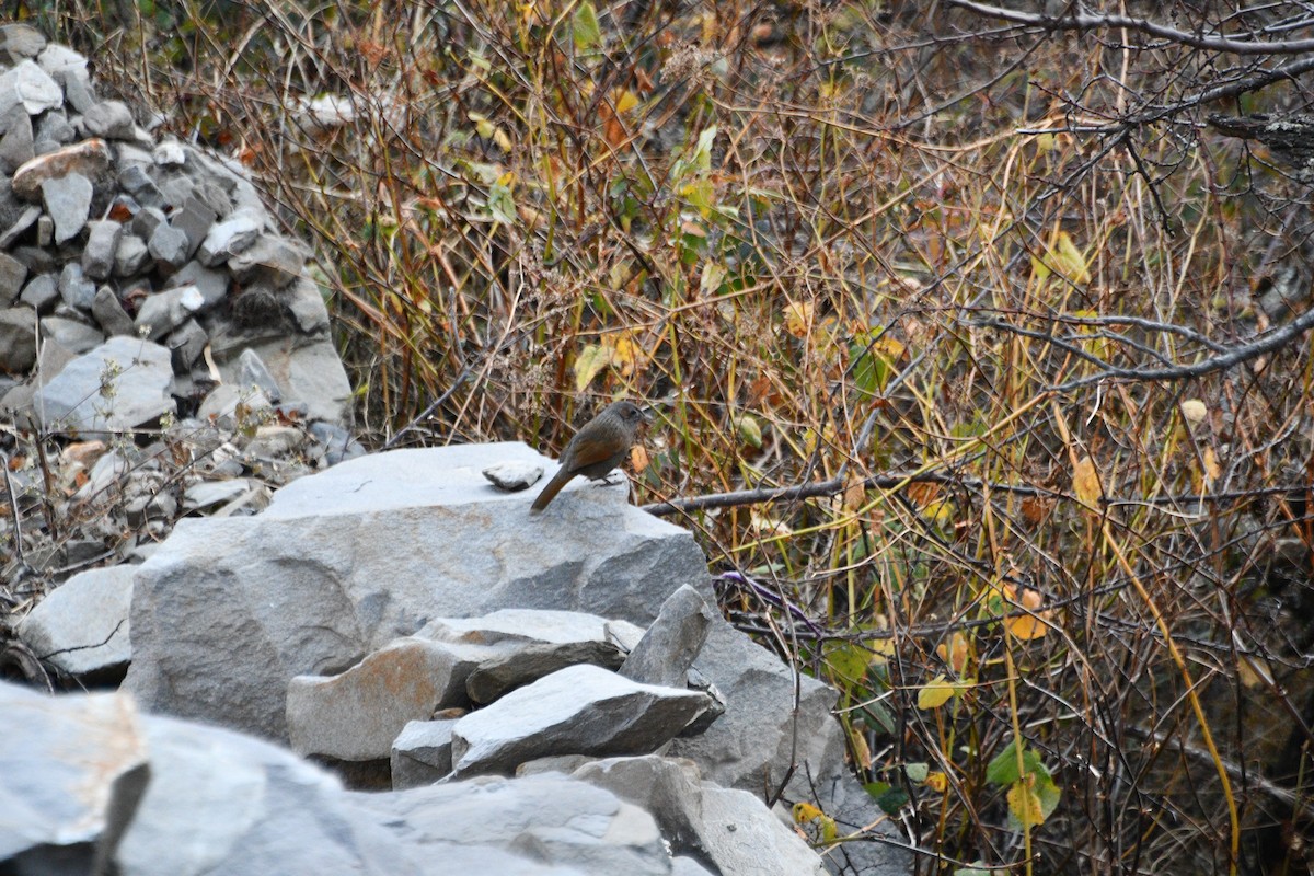 Streaked Laughingthrush - ML647389292