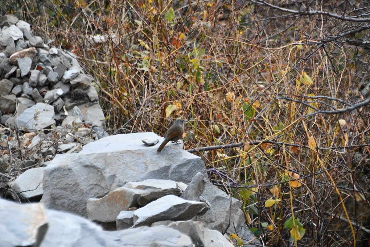 Streaked Laughingthrush - ML647389293