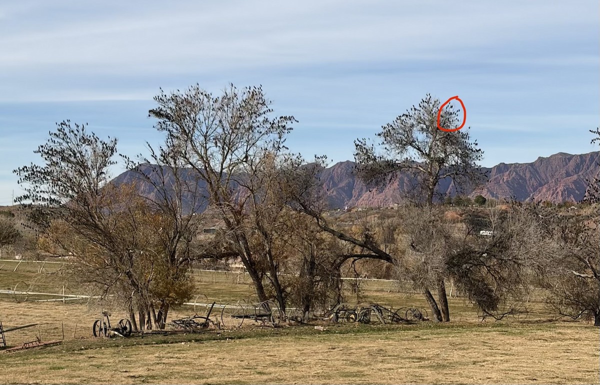 Шпак звичайний - ML647389307