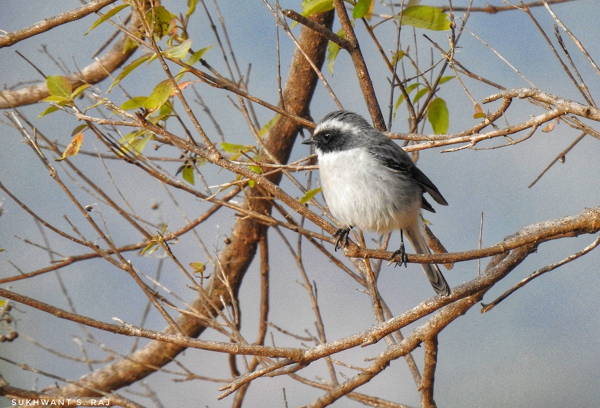 Gray Bushchat - ML647389308