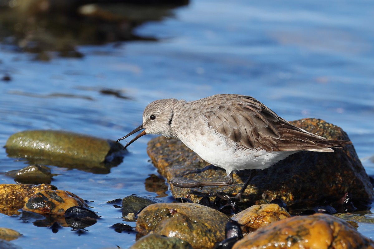 Weißbürzel-Strandläufer - ML647389314
