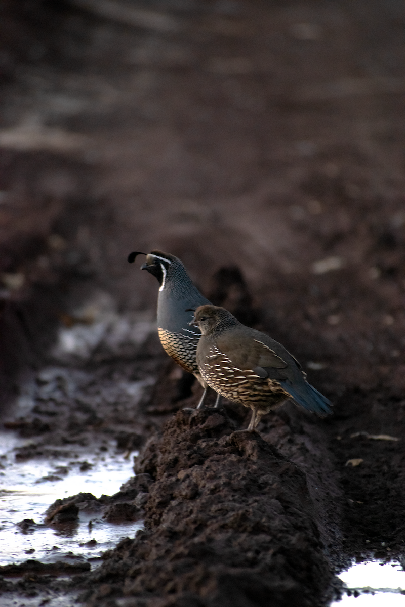 California Quail - ML647389324