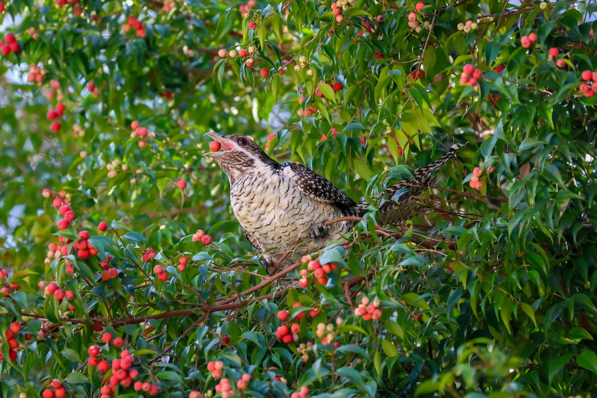 Pacific Koel - ML647389331