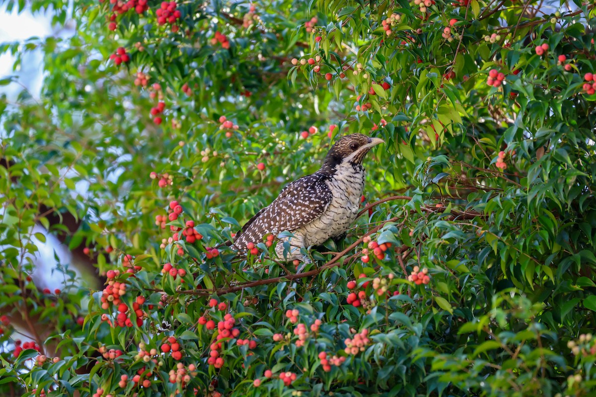 Pacific Koel - ML647389332