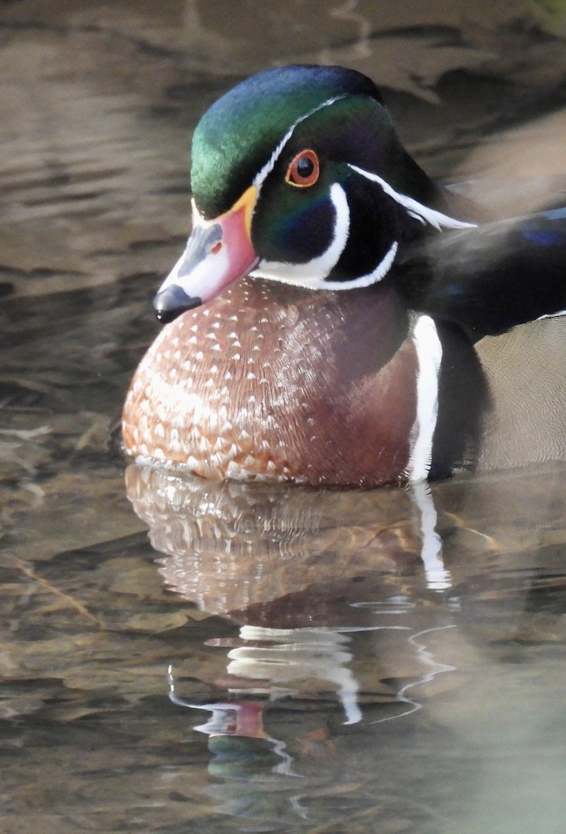 kachnička karolínská - ML647389350