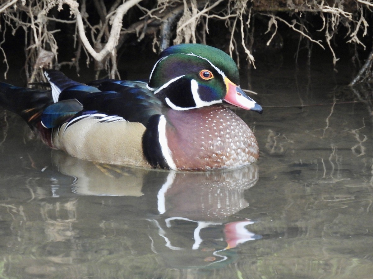 kachnička karolínská - ML647389351