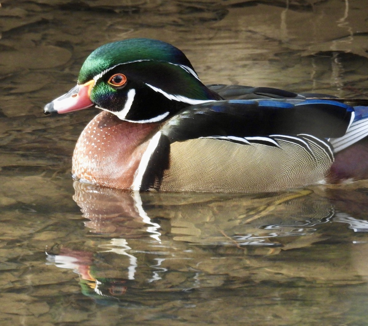 kachnička karolínská - ML647389352