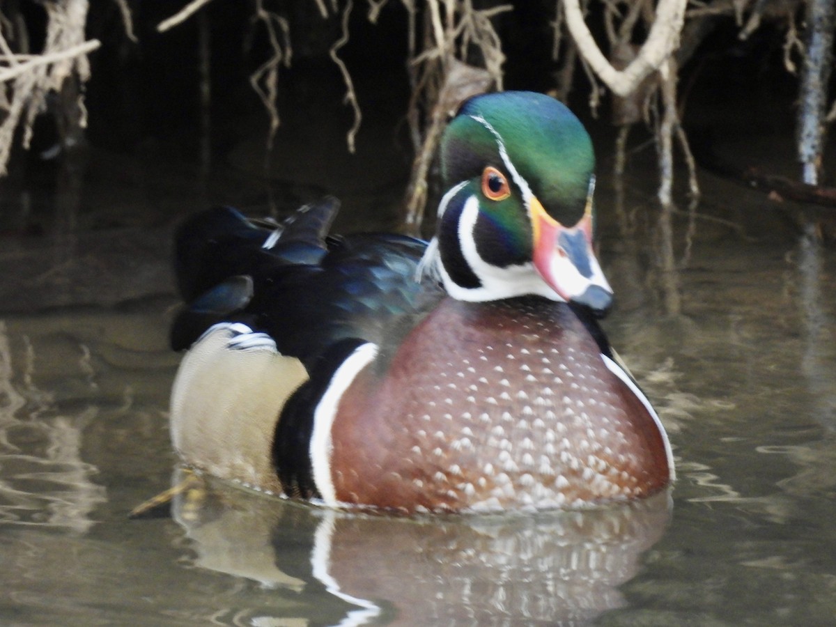 kachnička karolínská - ML647389353