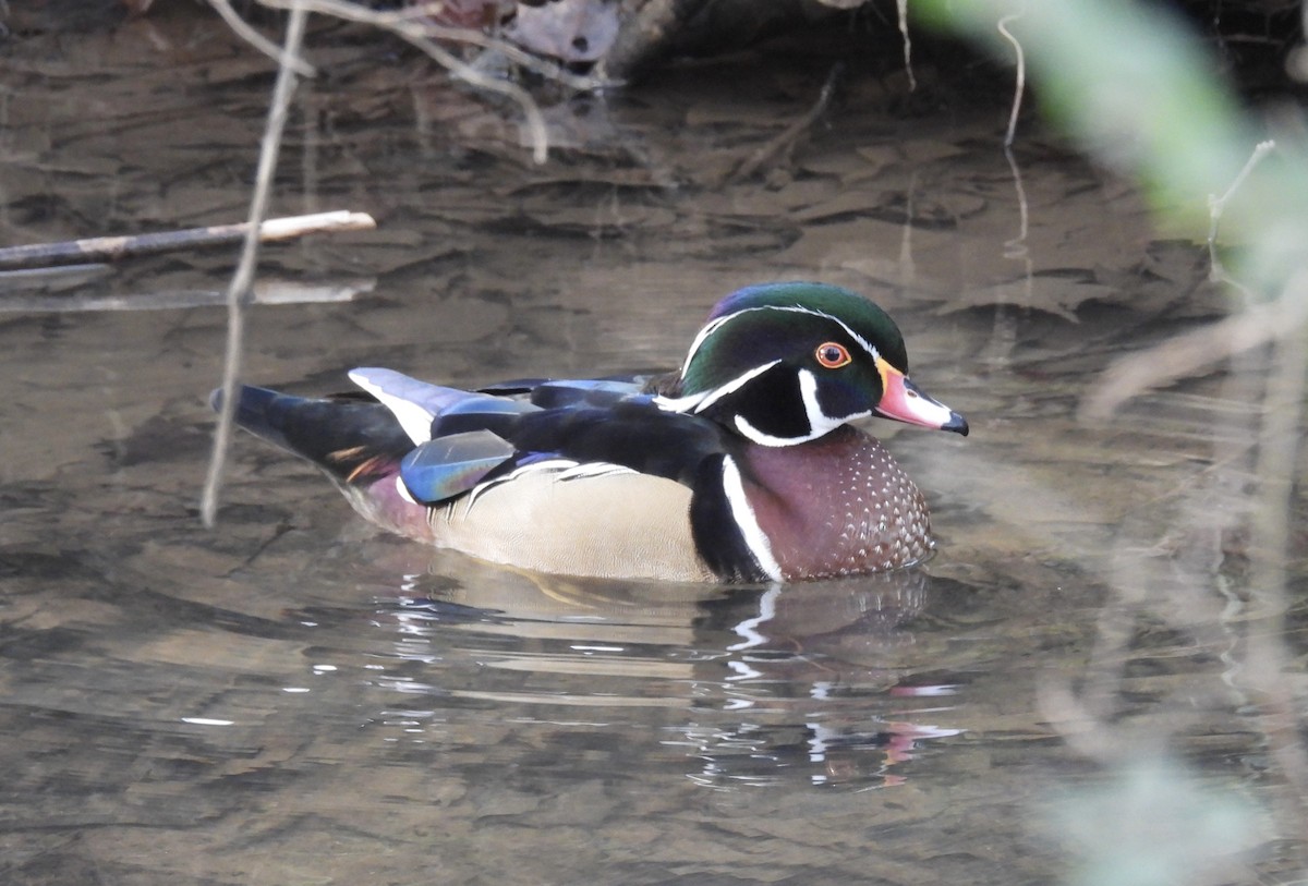 kachnička karolínská - ML647389354