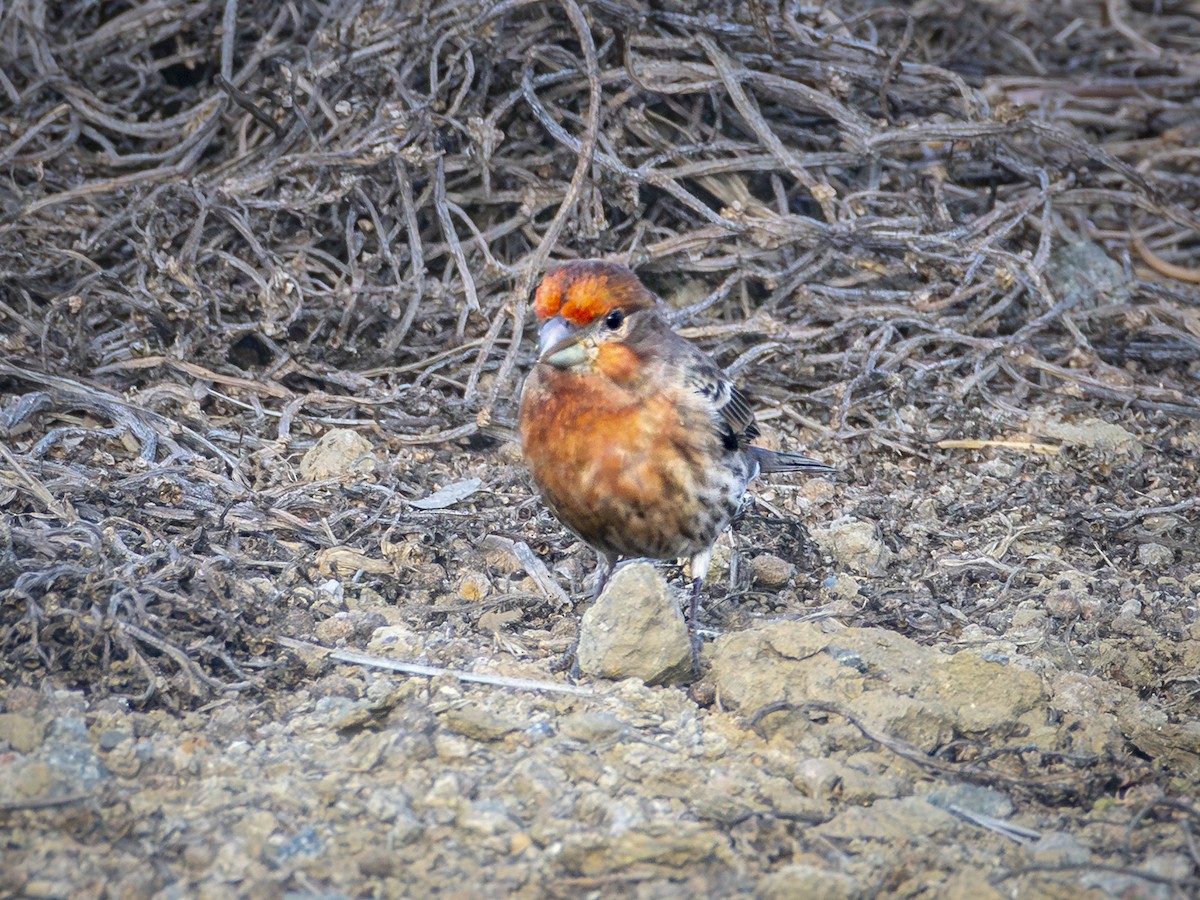 House Finch - ML647389369