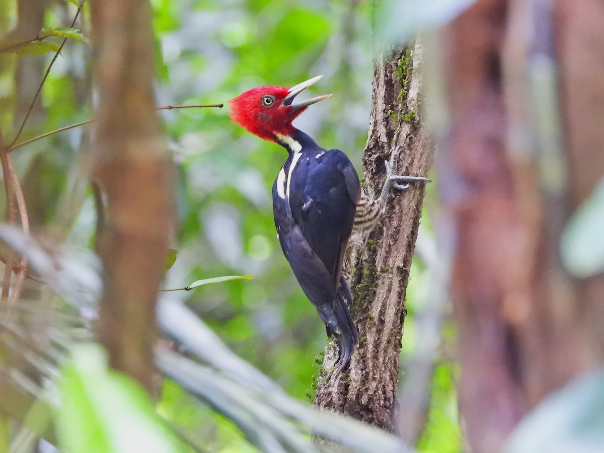 Pale-billed Woodpecker - ML647389373
