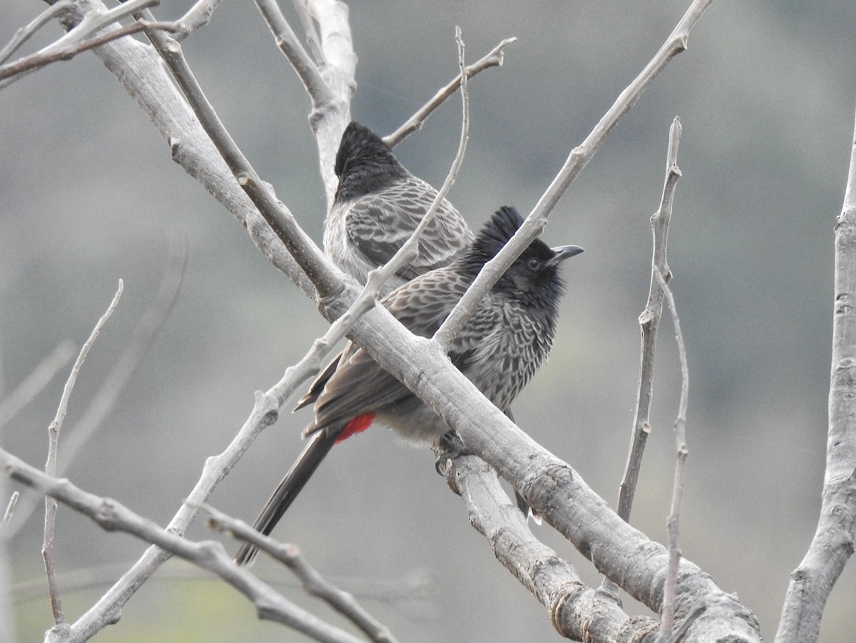 Red-vented Bulbul - ML647389377