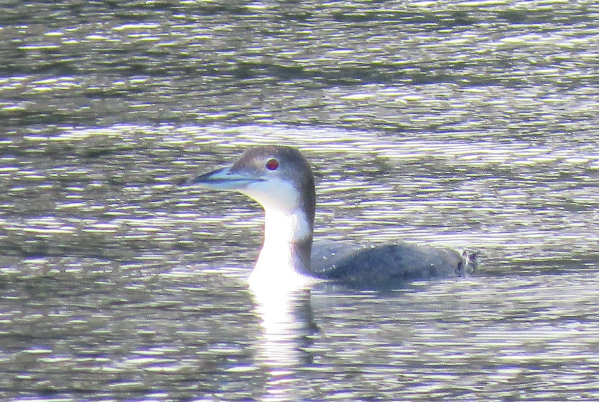 Common Loon - ML647389378