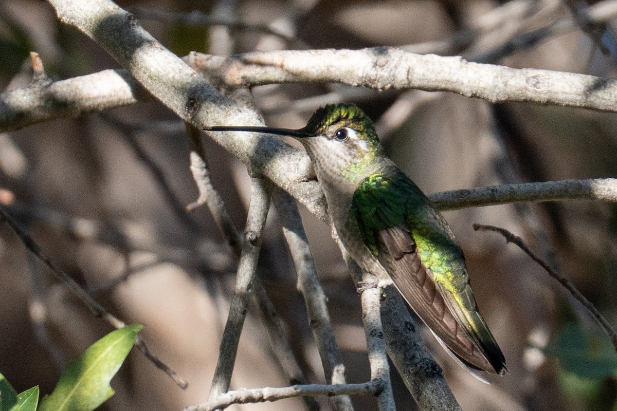 Rivoli's Hummingbird - ML647389389