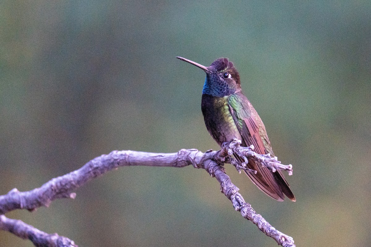 Rivoli's Hummingbird - ML647389390