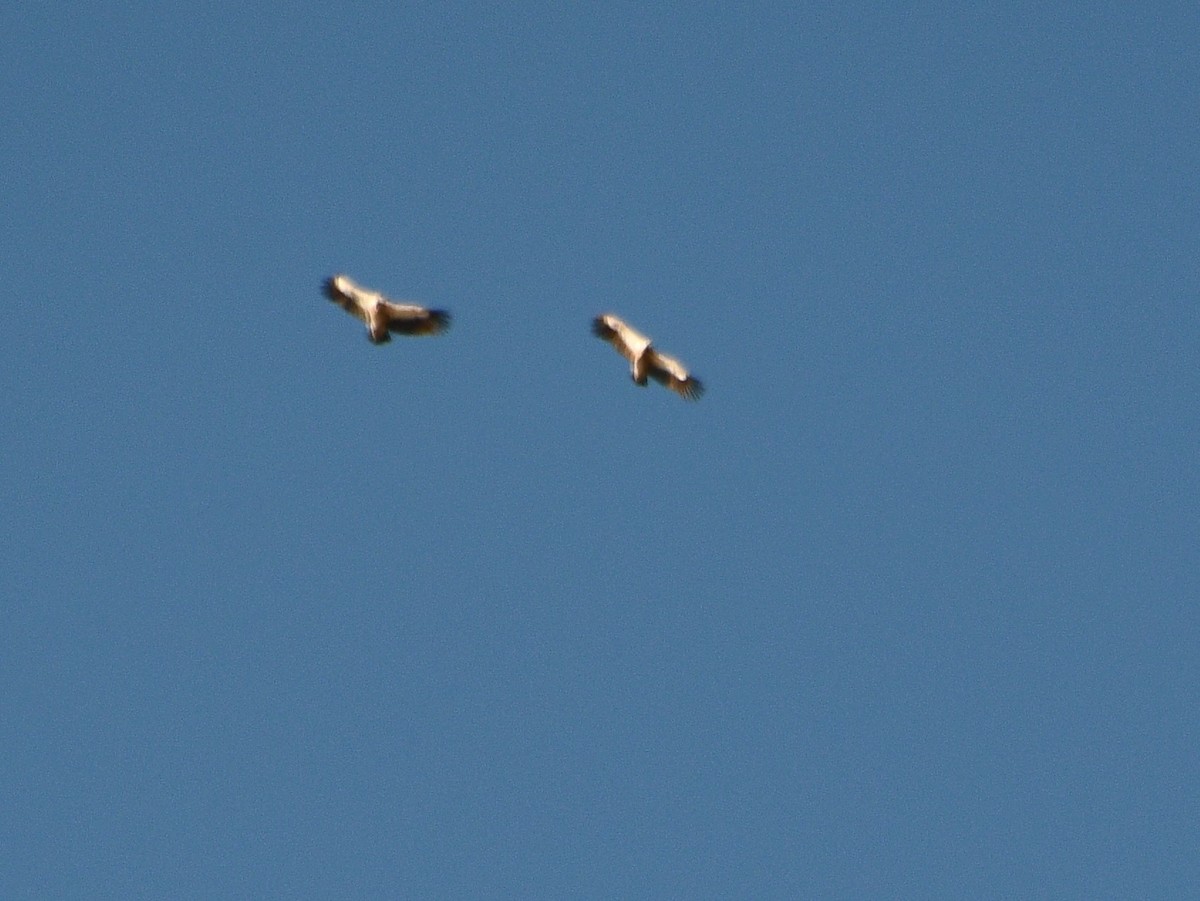 נשר הימלאיה - ML647389396