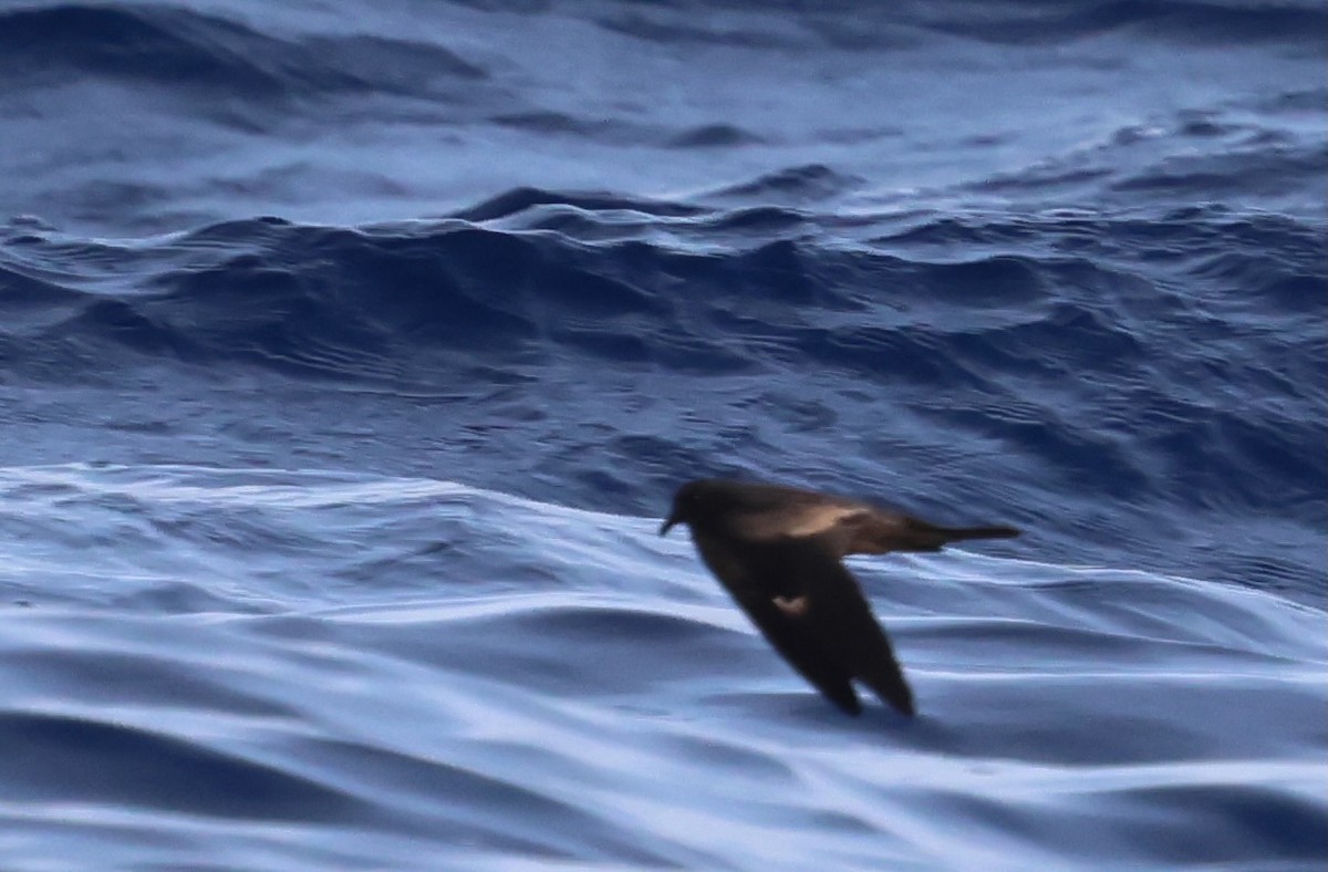 ヒメクロウミツバメ - ML647389400