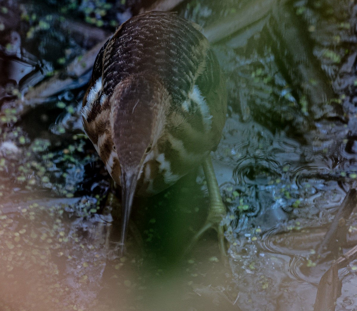 Petit Blongios - ML647389405