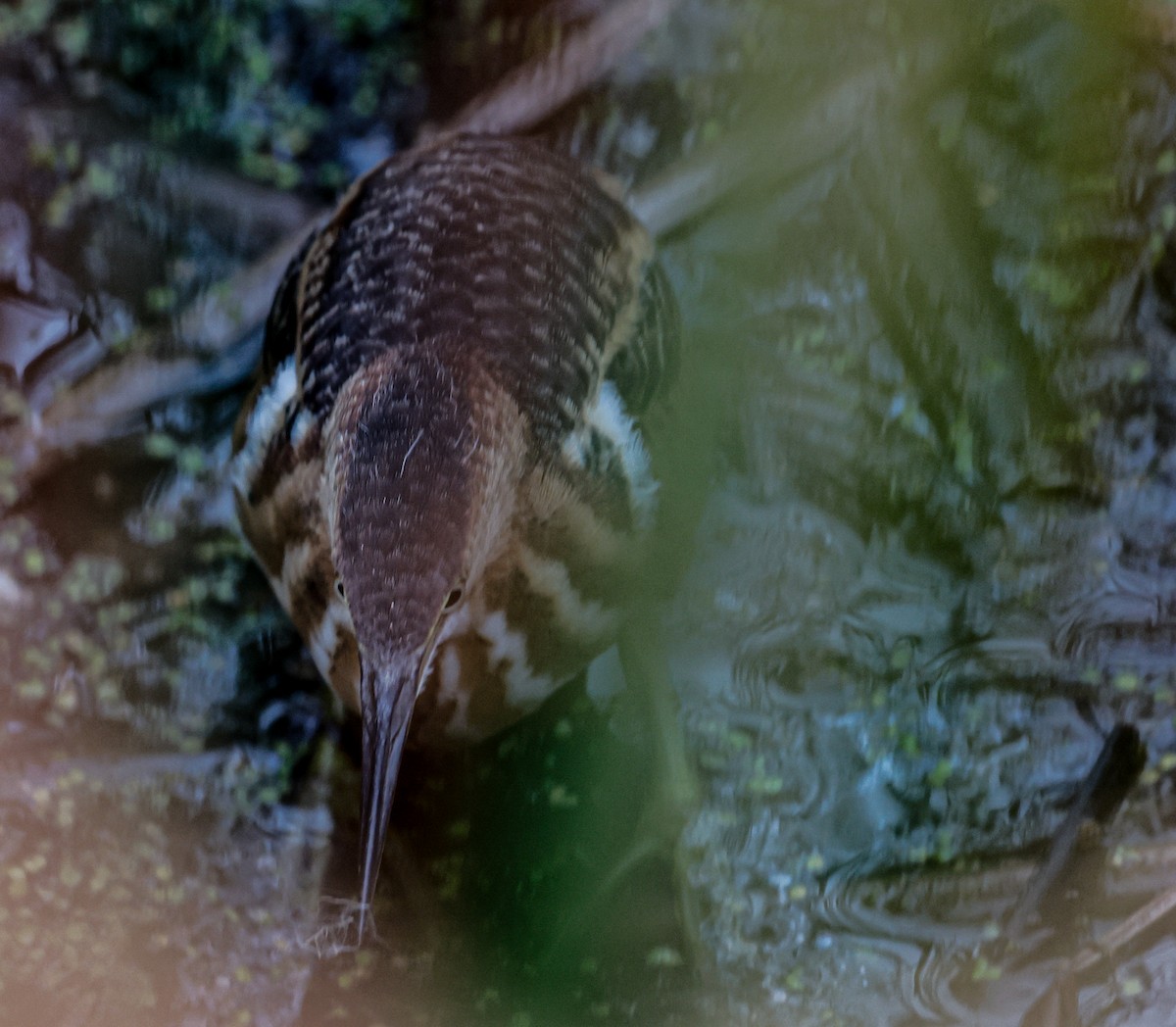 Petit Blongios - ML647389431