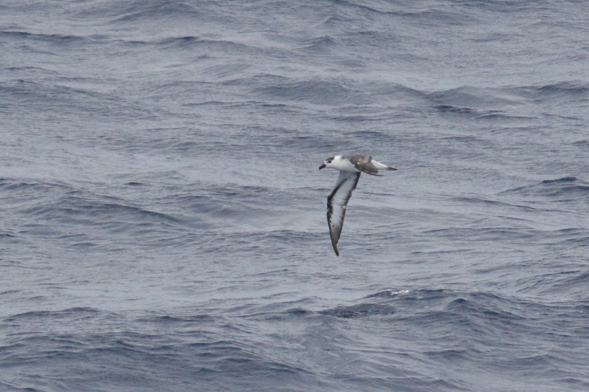Black-capped Petrel (White-faced) - ML647389432