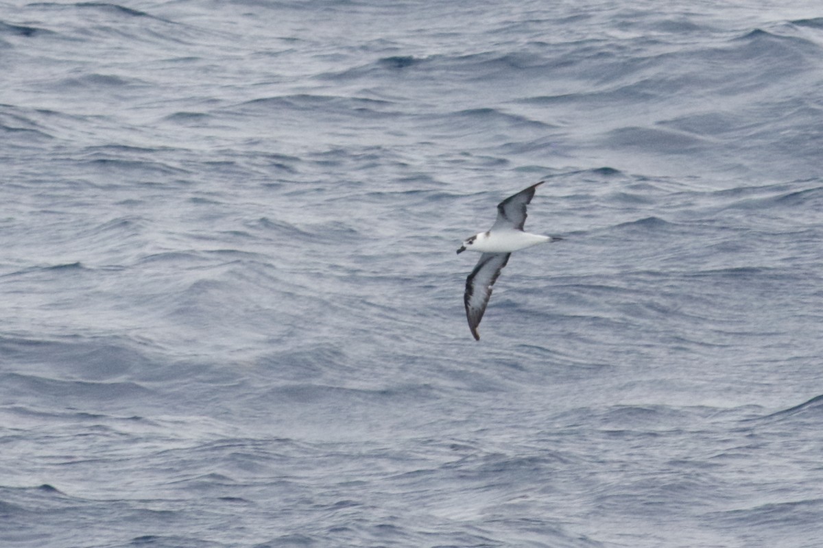 Black-capped Petrel (White-faced) - ML647389434