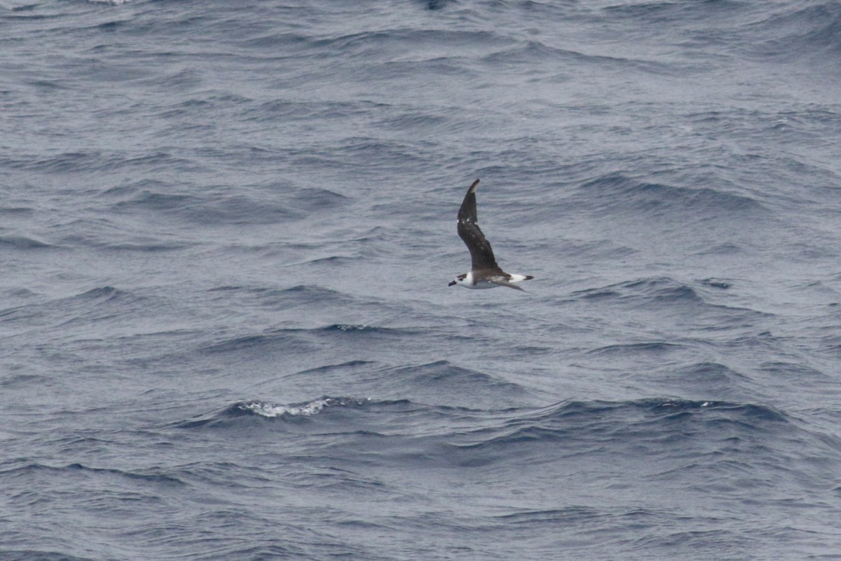 Black-capped Petrel (White-faced) - ML647389435