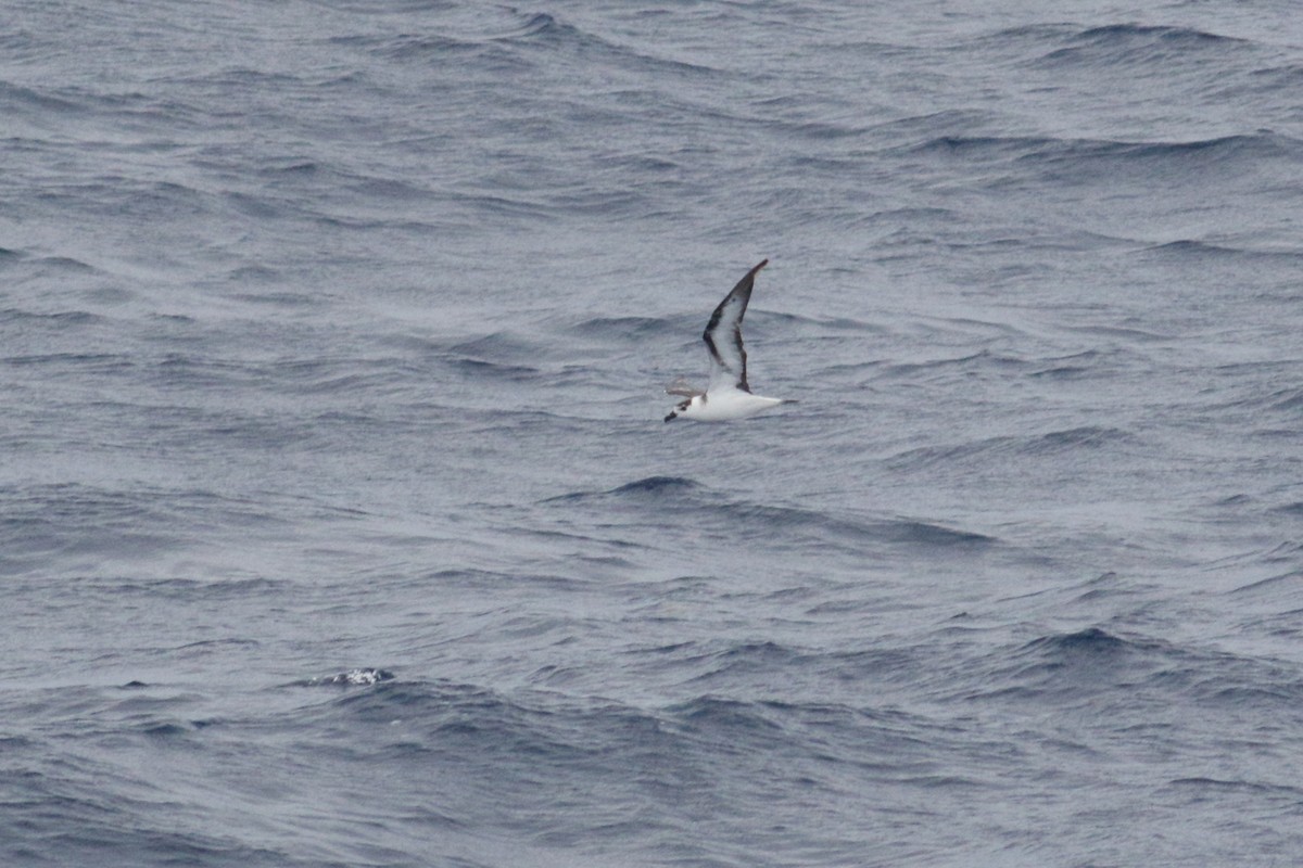 Black-capped Petrel (White-faced) - ML647389436