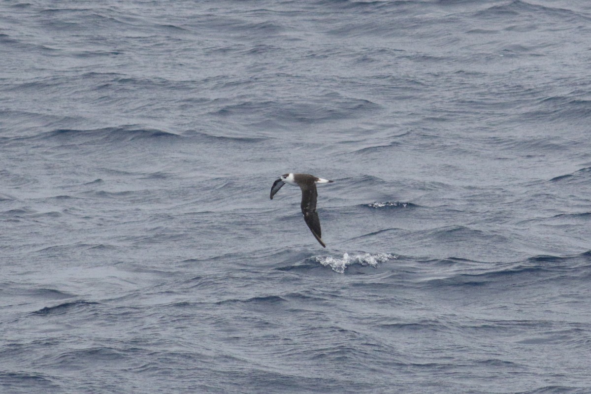 Black-capped Petrel (White-faced) - ML647389437