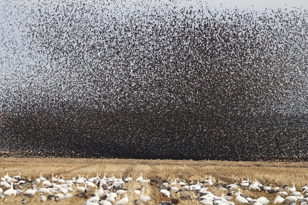 אווז שלג - ML647389441