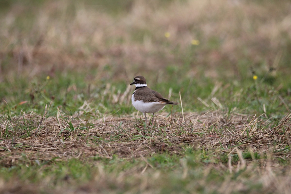 חופמי כפול-צווארון - ML647389456