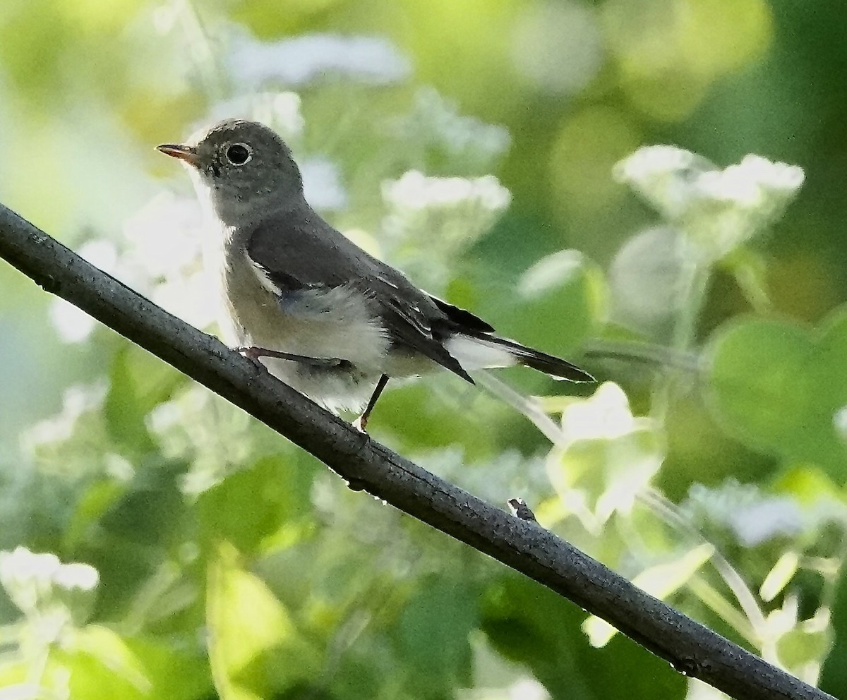 Taiga Flycatcher - ML647389467