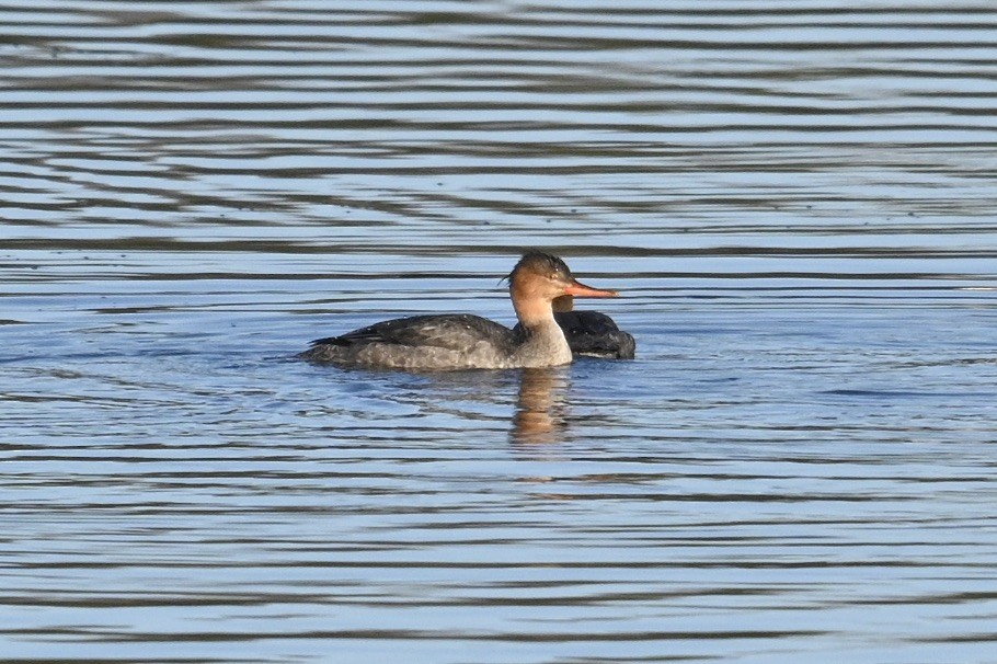 Serreta Mediana - ML647389470