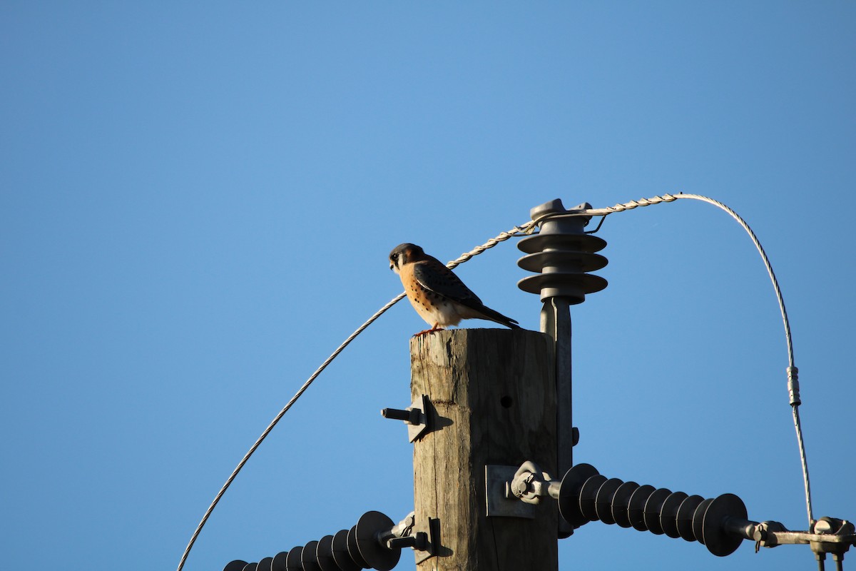 בז אמריקני - ML647389471