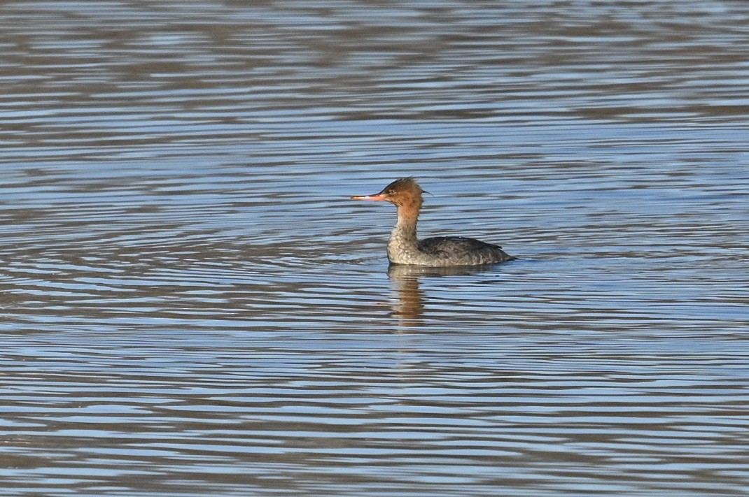 Serreta Mediana - ML647389473