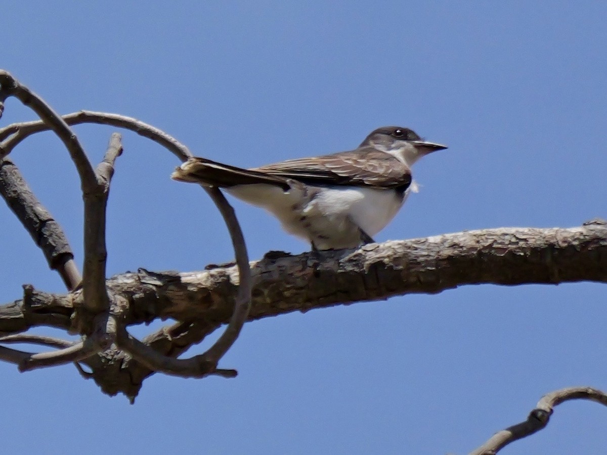 Tyran tritri - ML647389474