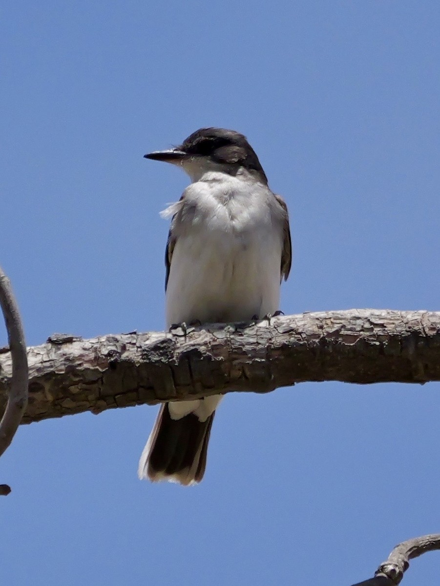 Tyran tritri - ML647389475