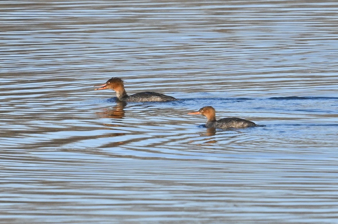 Serreta Mediana - ML647389476