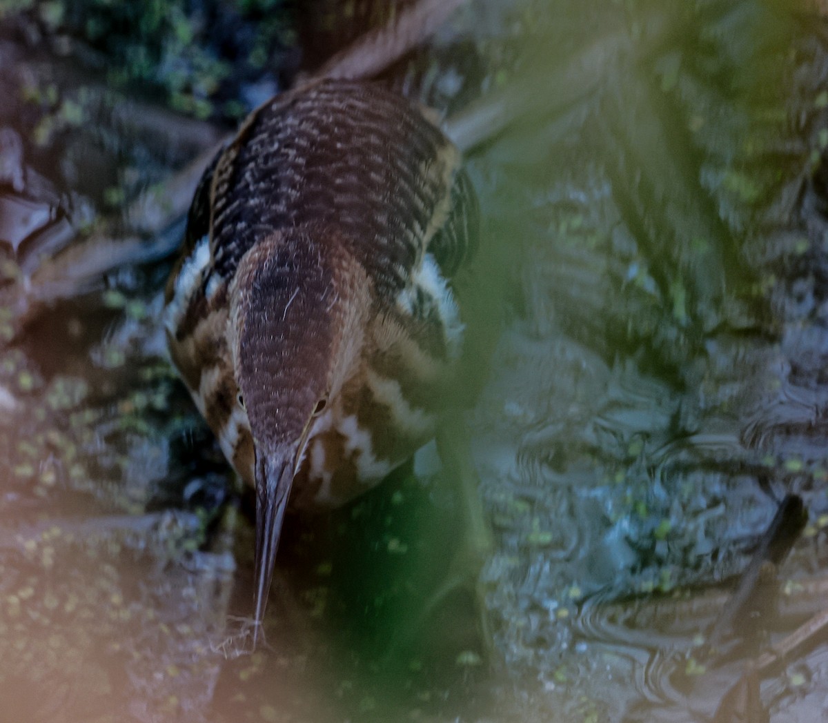 Petit Blongios - ML647389478